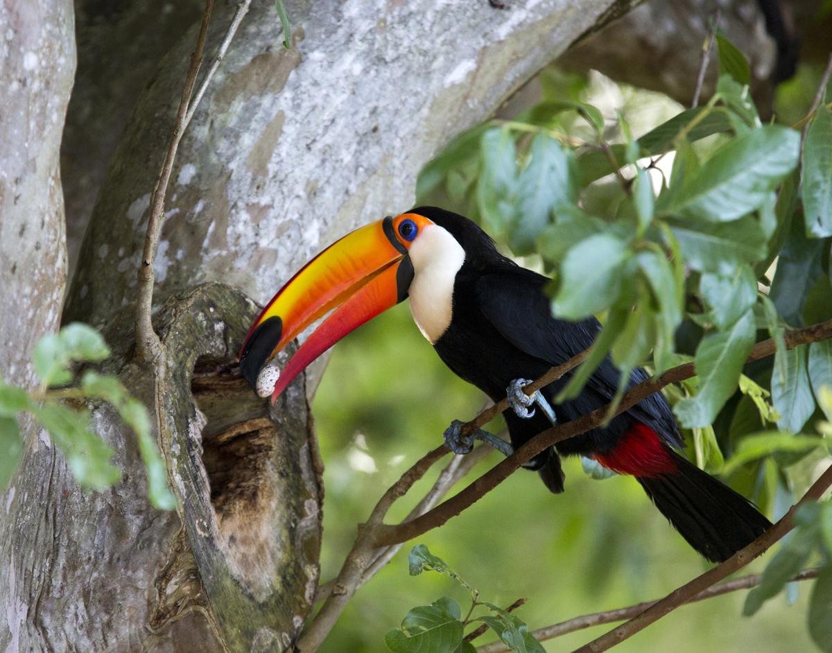 A Toco Toucan’s egg hatches within sixteen to twenty days.