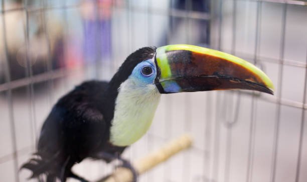 Some people keep toucans as pets.