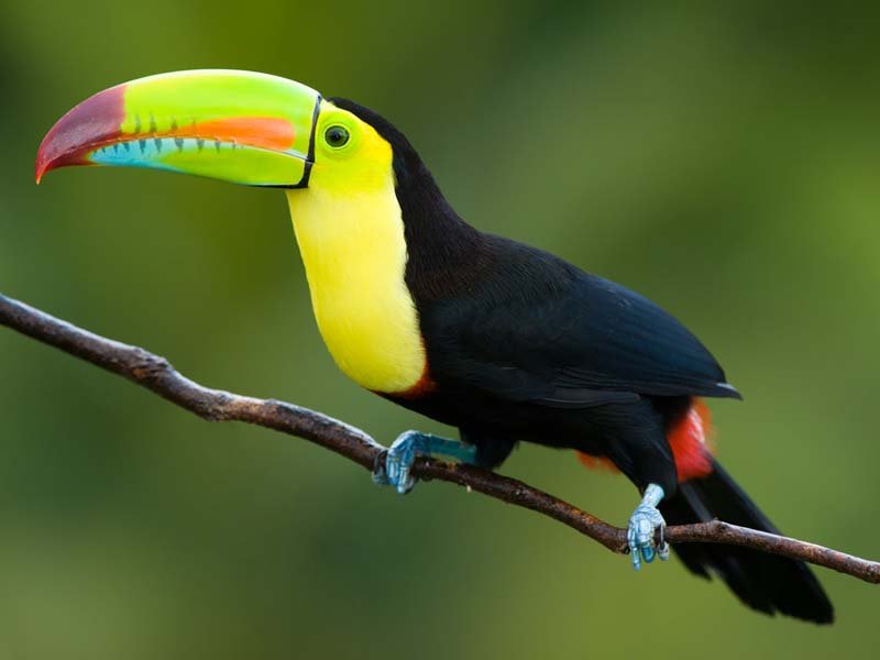 The Toucans bill releases heat.
