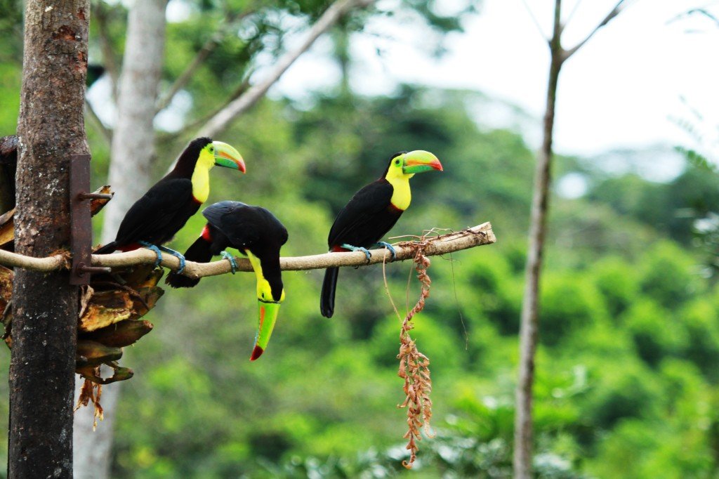 Toucans are usually found in small flocks.