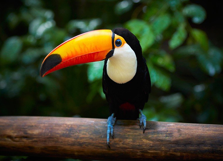 Toucans can also be found in savannah.