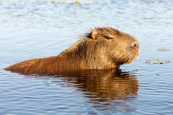 Capybara, the largest living rodent of the world is native to Paraguay.