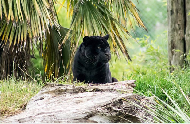 Adult panthers has 7-8 feet in length and weighs between 100-250 pounds.