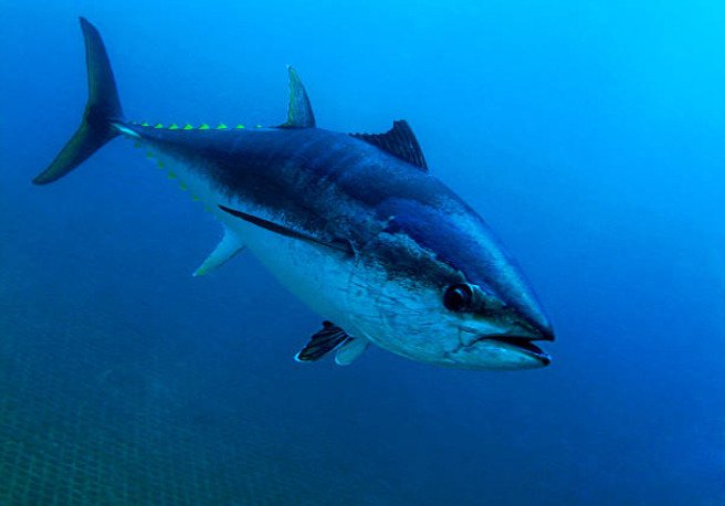 Almost 80% of the world’s bluefin tuna catch is used for sushi.
