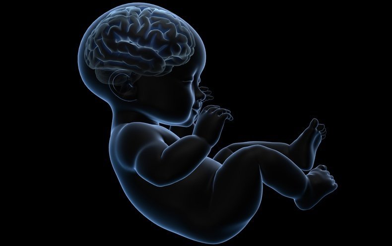 At the time of the birth, a baby’s brain is made of more than 10 million nerve cells.