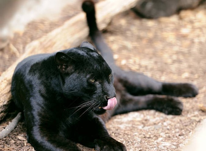 Black Panther is national animal of Gabon.