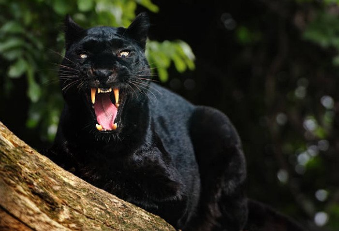Black panther’s dark coat helps it hide and stalk prey very easily, especially at night.