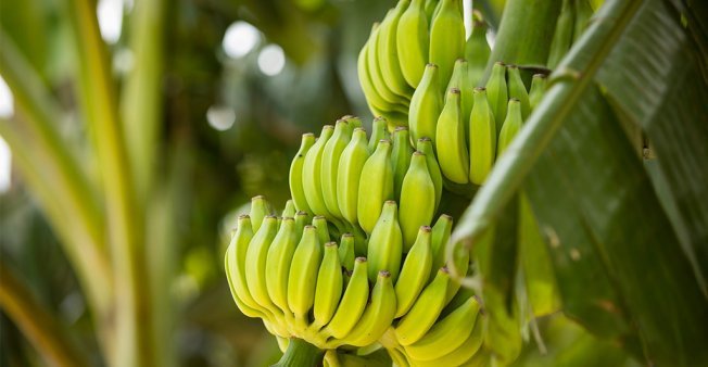 Ecuador is the world’s largest exporter of bananas.