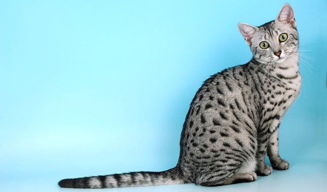 Egyptian Mau Oldest Breed