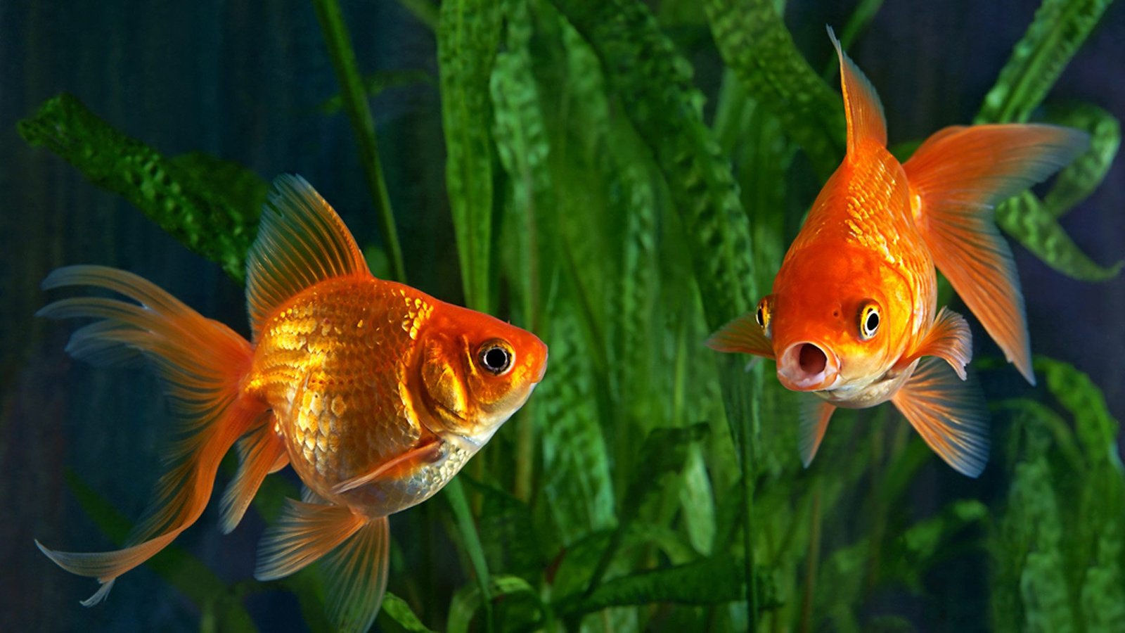 Goldfish can see Infrared radiation which is invisible to Human being.