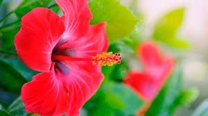 Haiti's national flower is the Hibiscus.