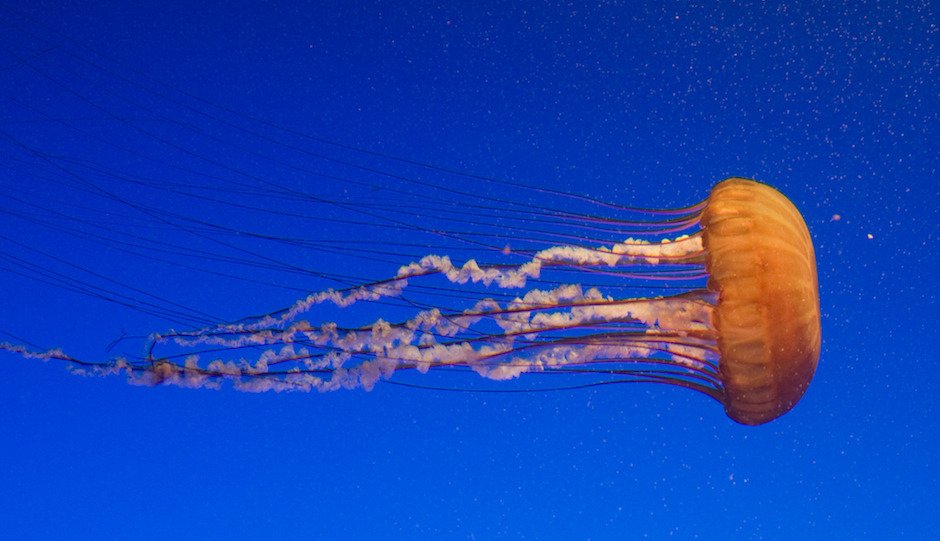 Jellyfish have no backbones.