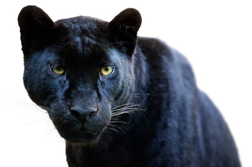 Melanism is the name of the dark color pigmentation mutation in a jaguar that source the fur to be blackish.