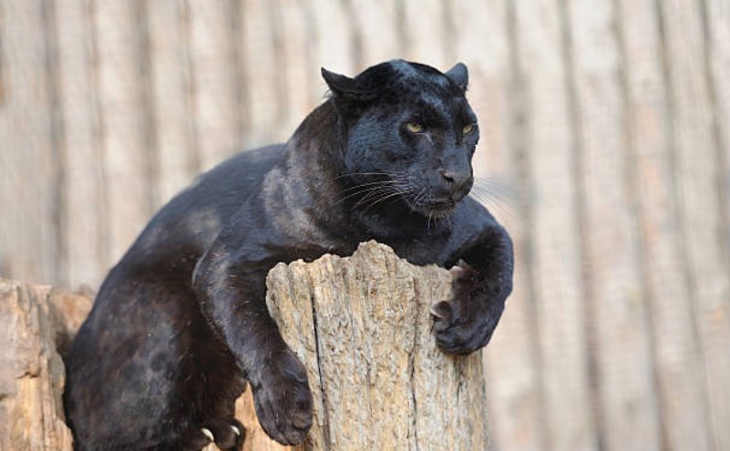 Panthers are the fifth largest species of cat.