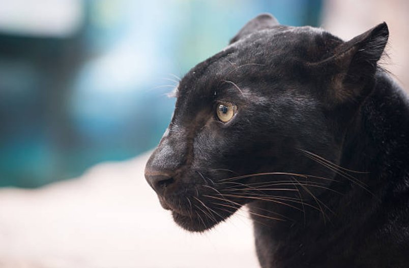 Panthers have large and strong paws and sharp claws that are used for hunting.