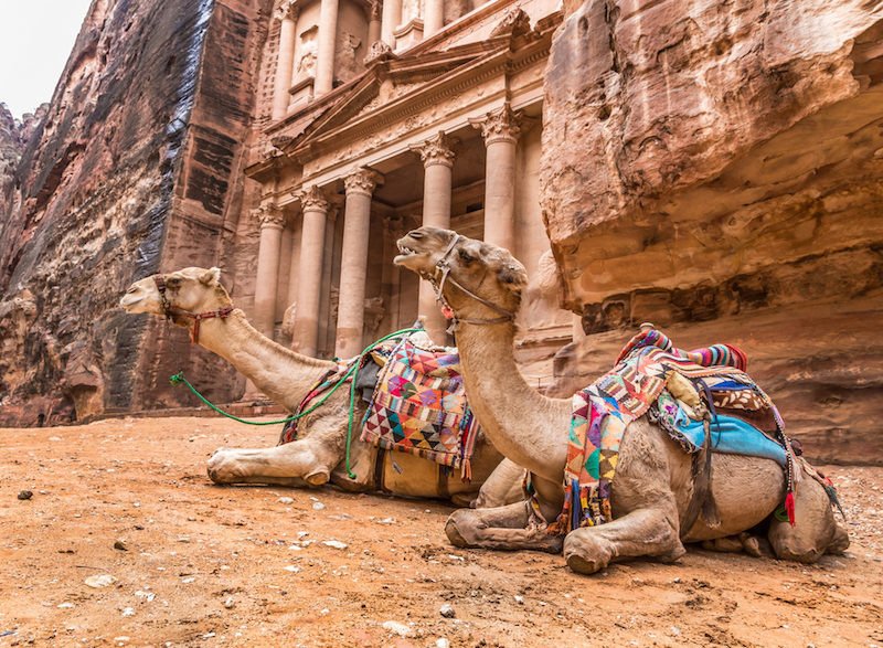 Petra city camels