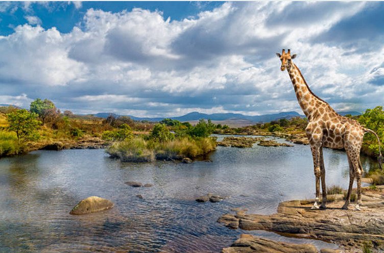 Giraffes can go longer without drinking water.