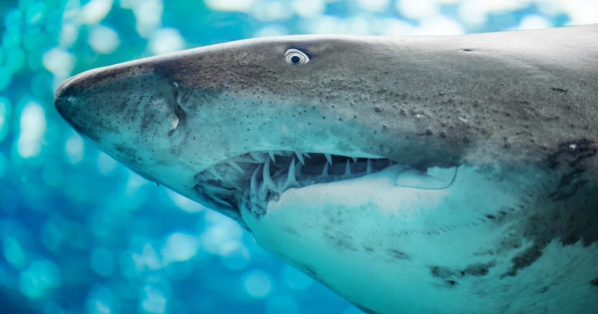 Sharks are the only fish with eyelids.