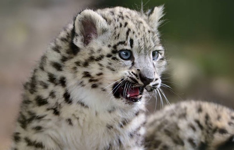 Snow leopards are native to Mongolia.