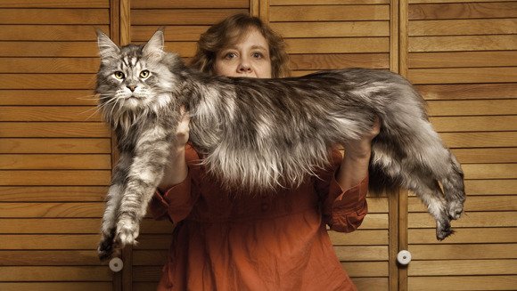 World's Longest Cat