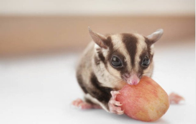 Sugar gliders like eating chocolates and boiled eggs.