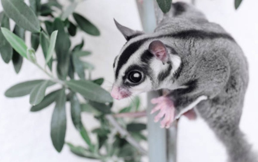 Sugar gliders mark their nests with urine.