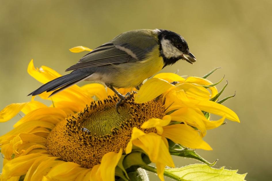 Sunflowers are a great choice for planting to attract birds to your yard.