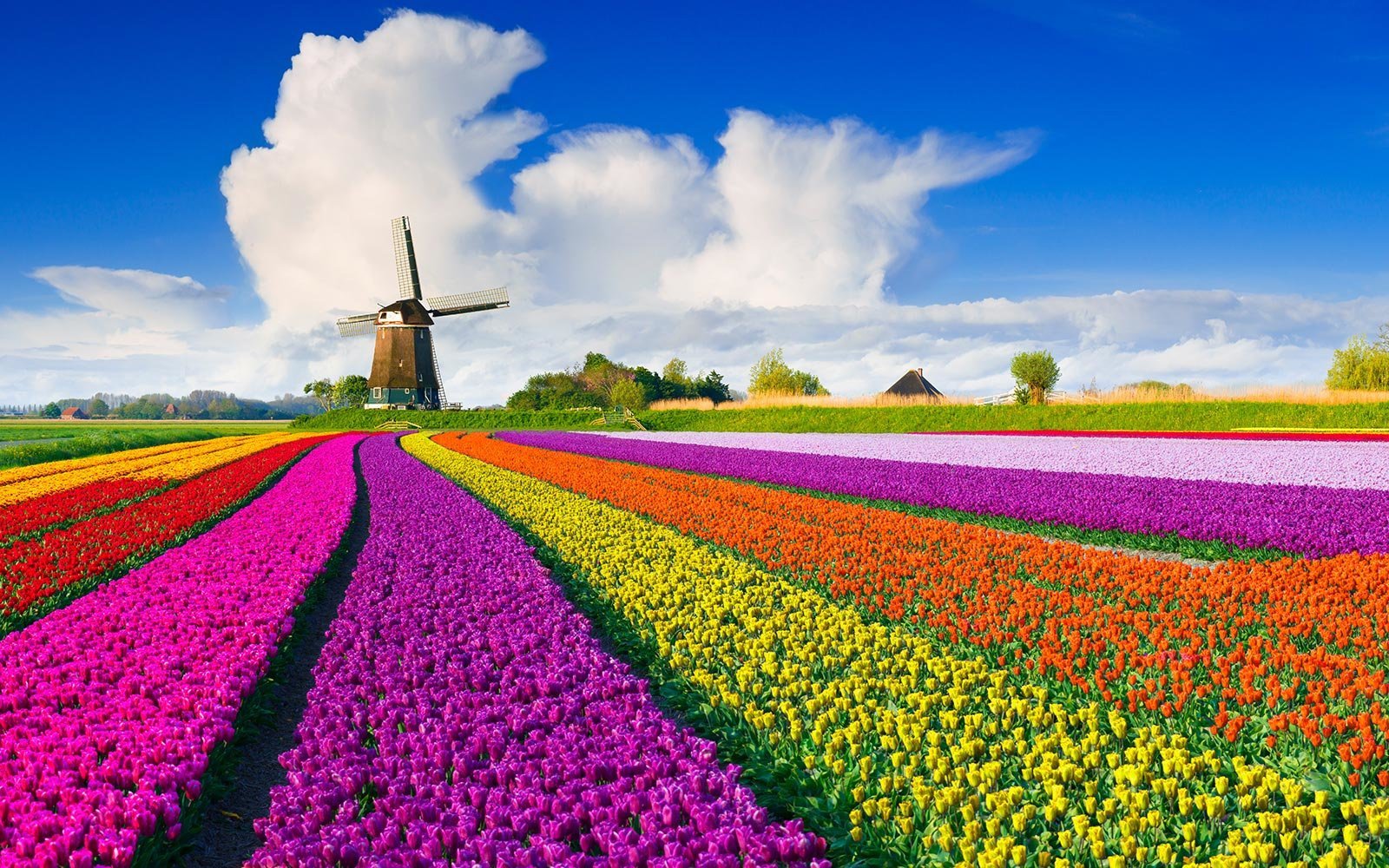 The Netherlands is famous for their tulips, but actually tulips originally didn’t grow there. They were imported from the Ottoman.