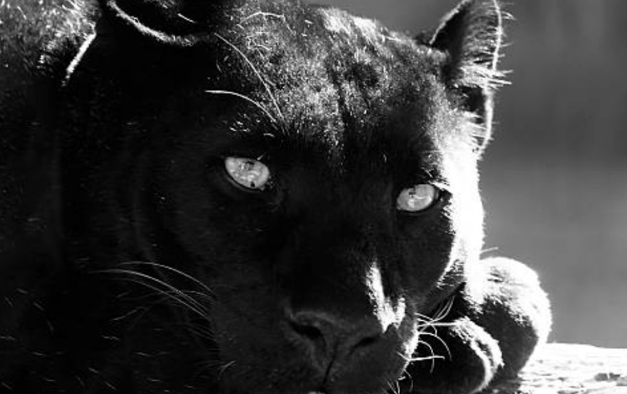The black panther differs completely from the snow leopard, found in Himalayas of India.