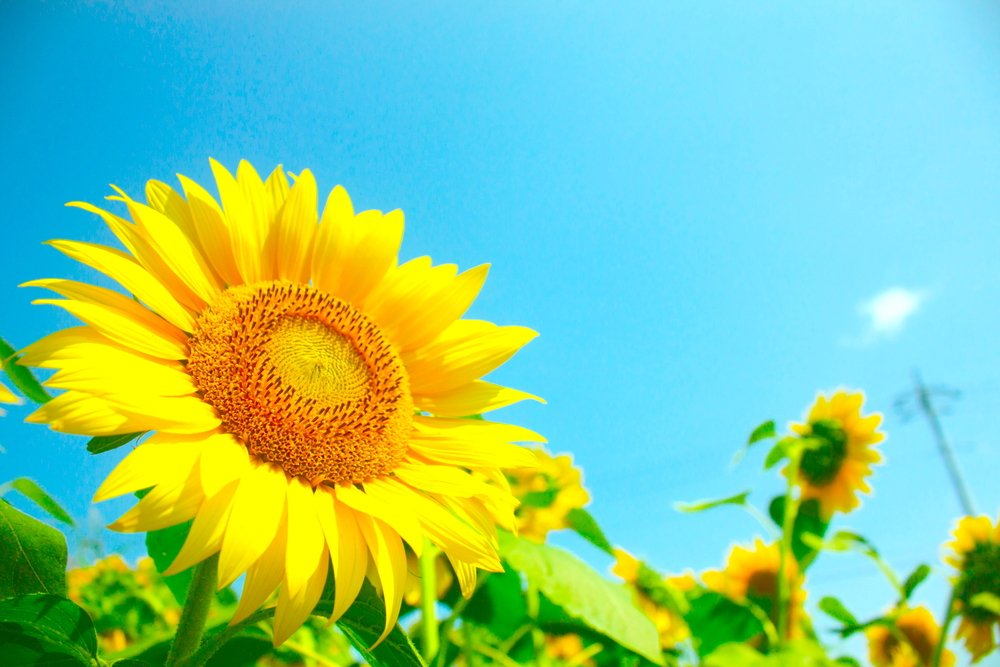 The botanical name for sunflowers is Helianthus Annuus.