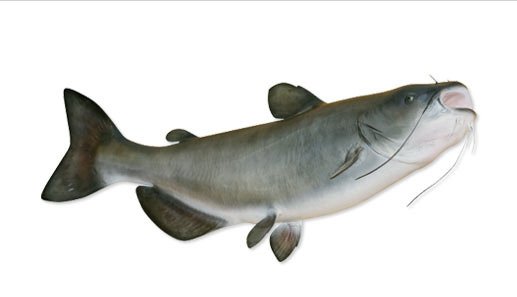 The catfish’s entire body is covered with taste buds.