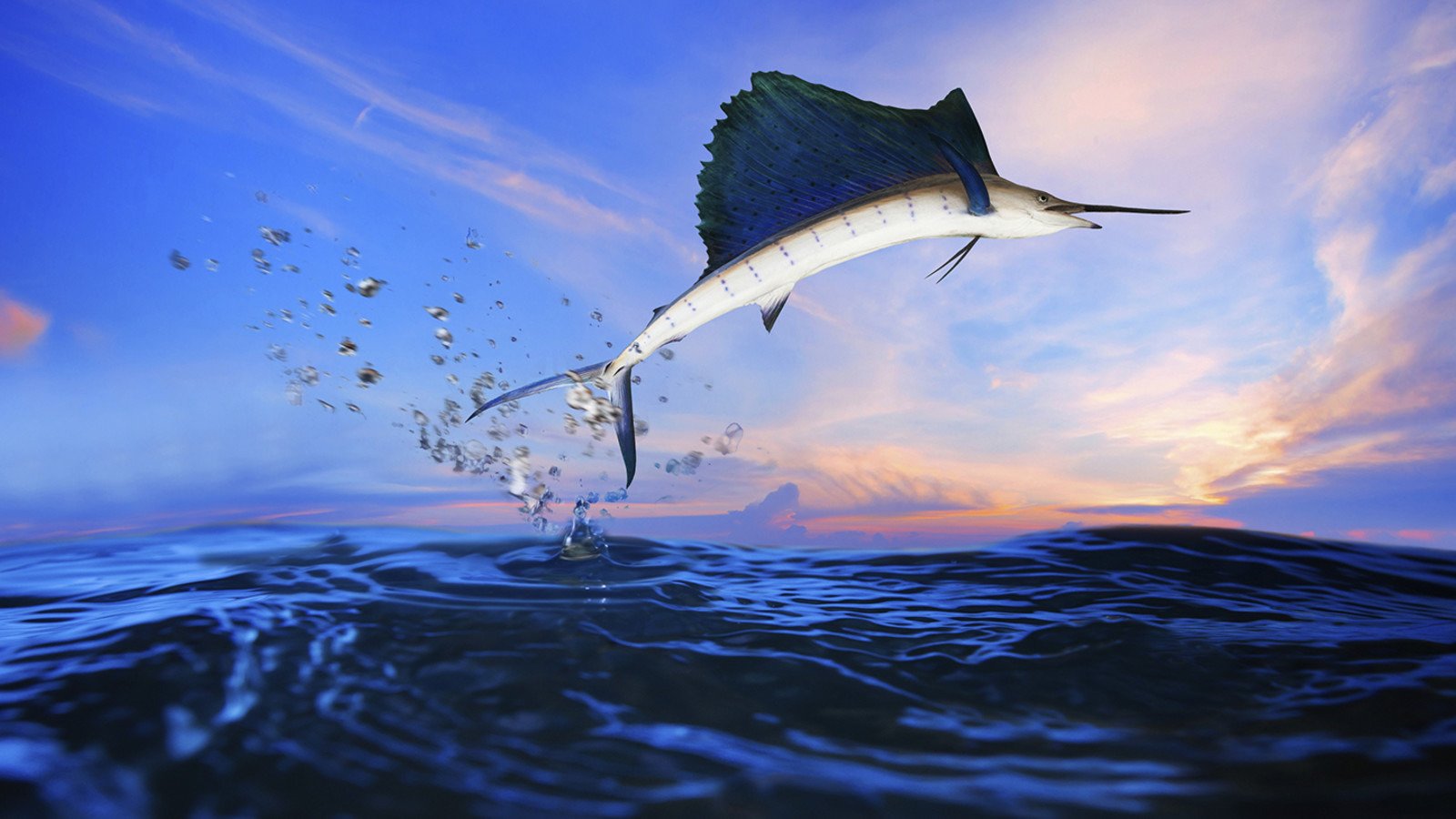 The fastest fish is the sailfish.