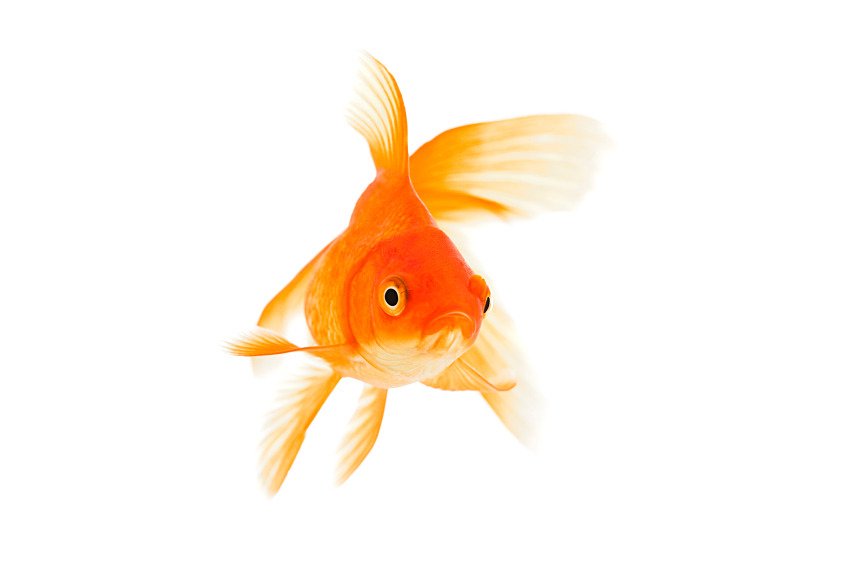 The goldfish has no eyelids.