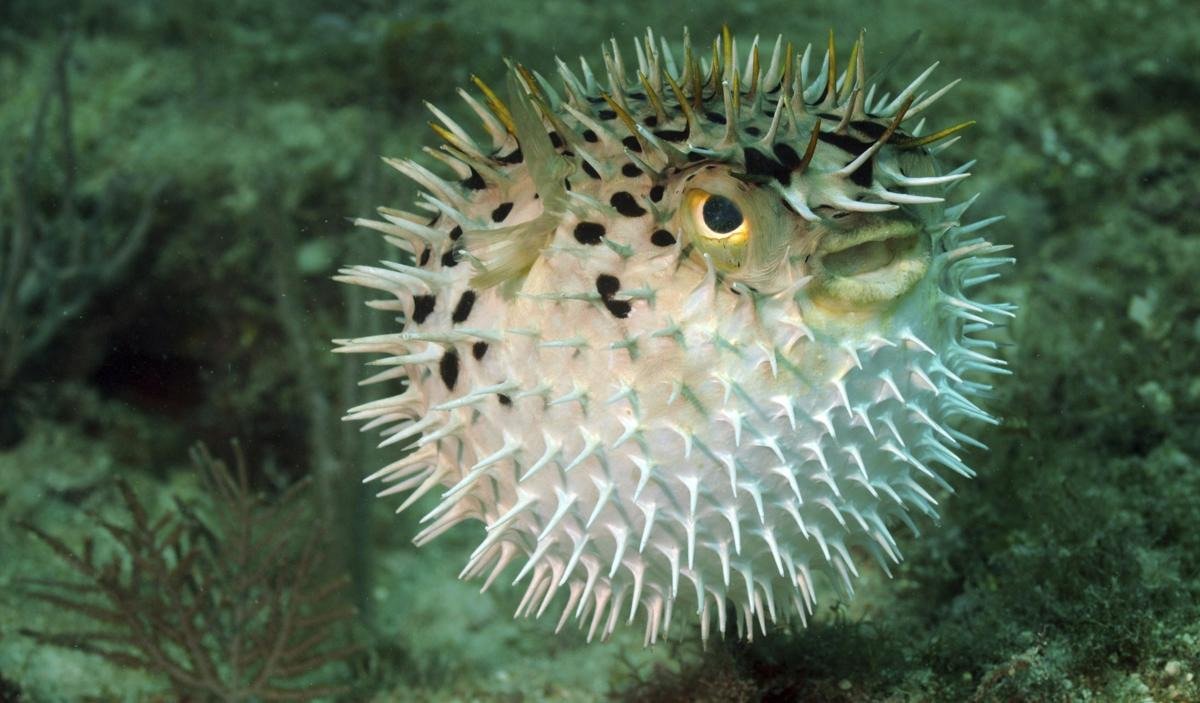 The puffer fish contains tetrodotoxin, a deadly poison.