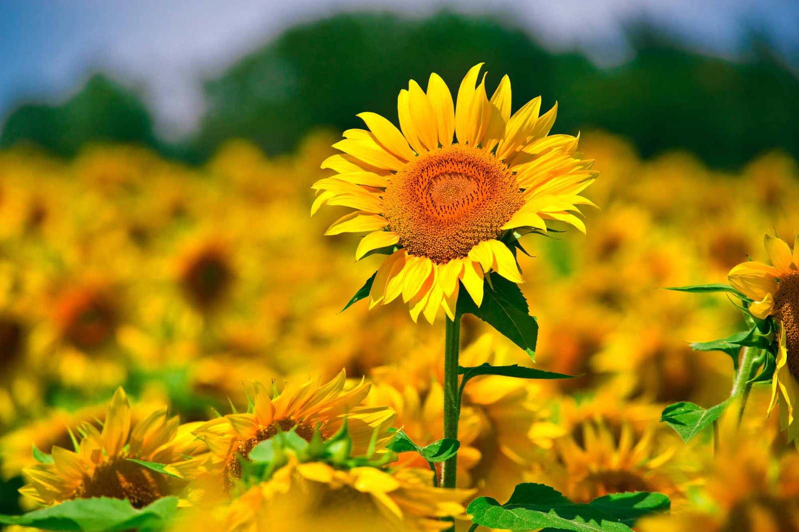 The tallest sunflower ever