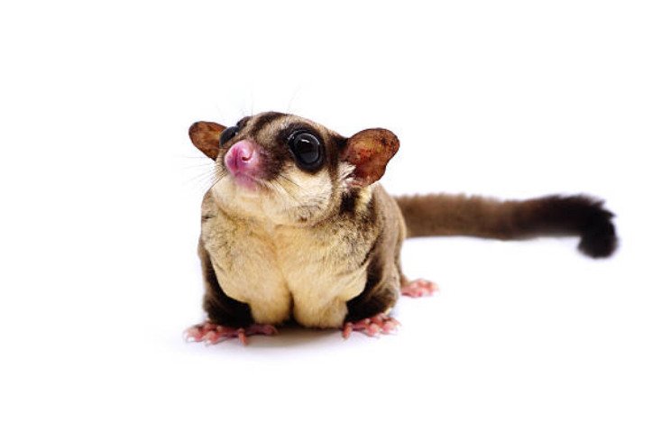 Their weight of sugar glider is only about 4 ounces.