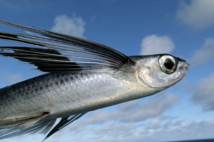 There are at least 40 known species of flying fish.