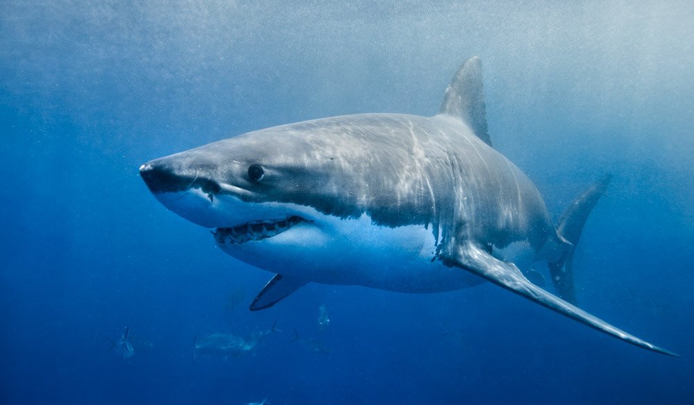 White shark can raise their body temperature.