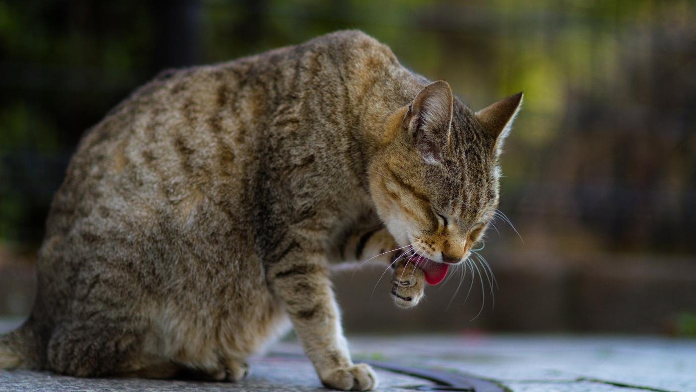 Cat cleaning himself