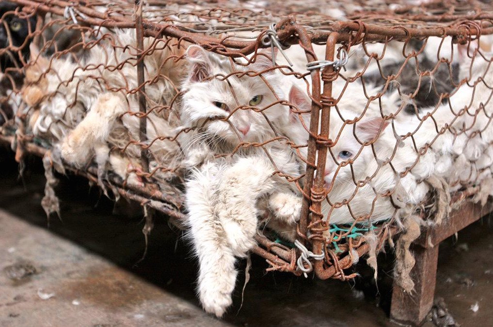 Cats eaten in China