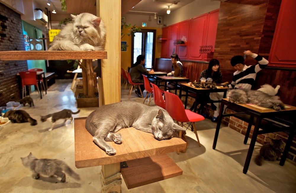 Cat Cafe in Korea and Japan