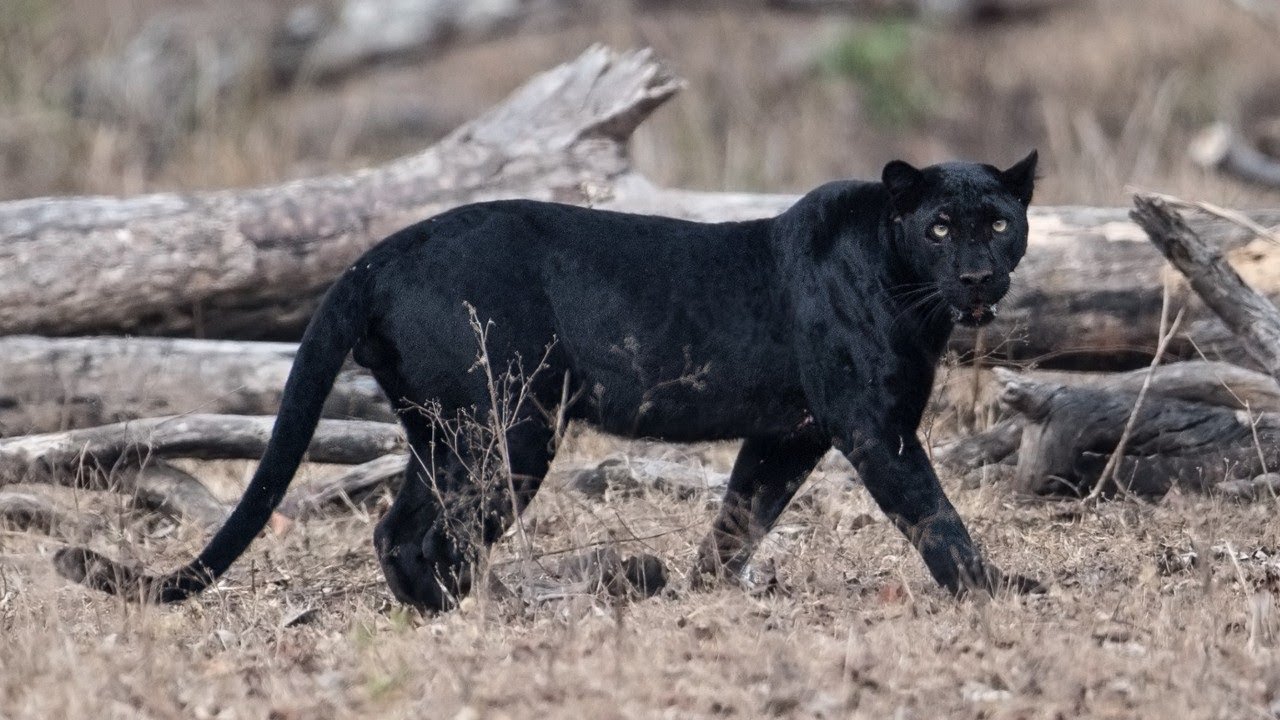 Panther can survive in populated areas with humans better than other cats.