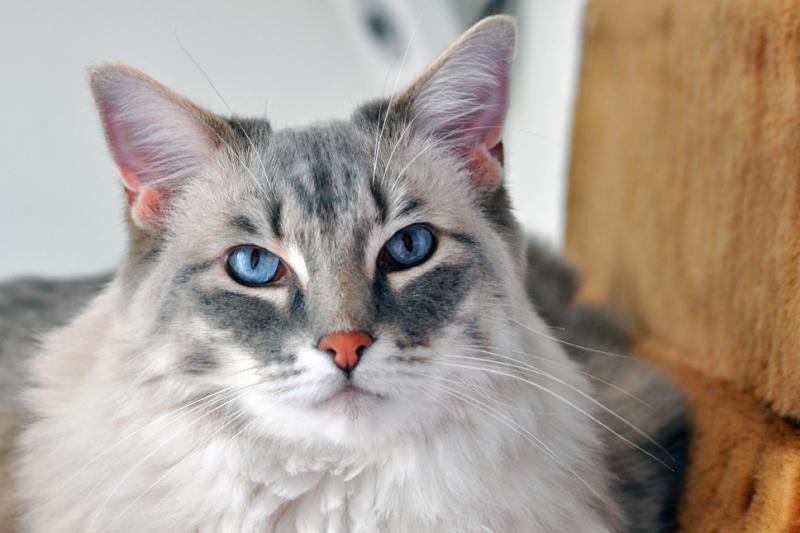 Ragdoll Cat Breed