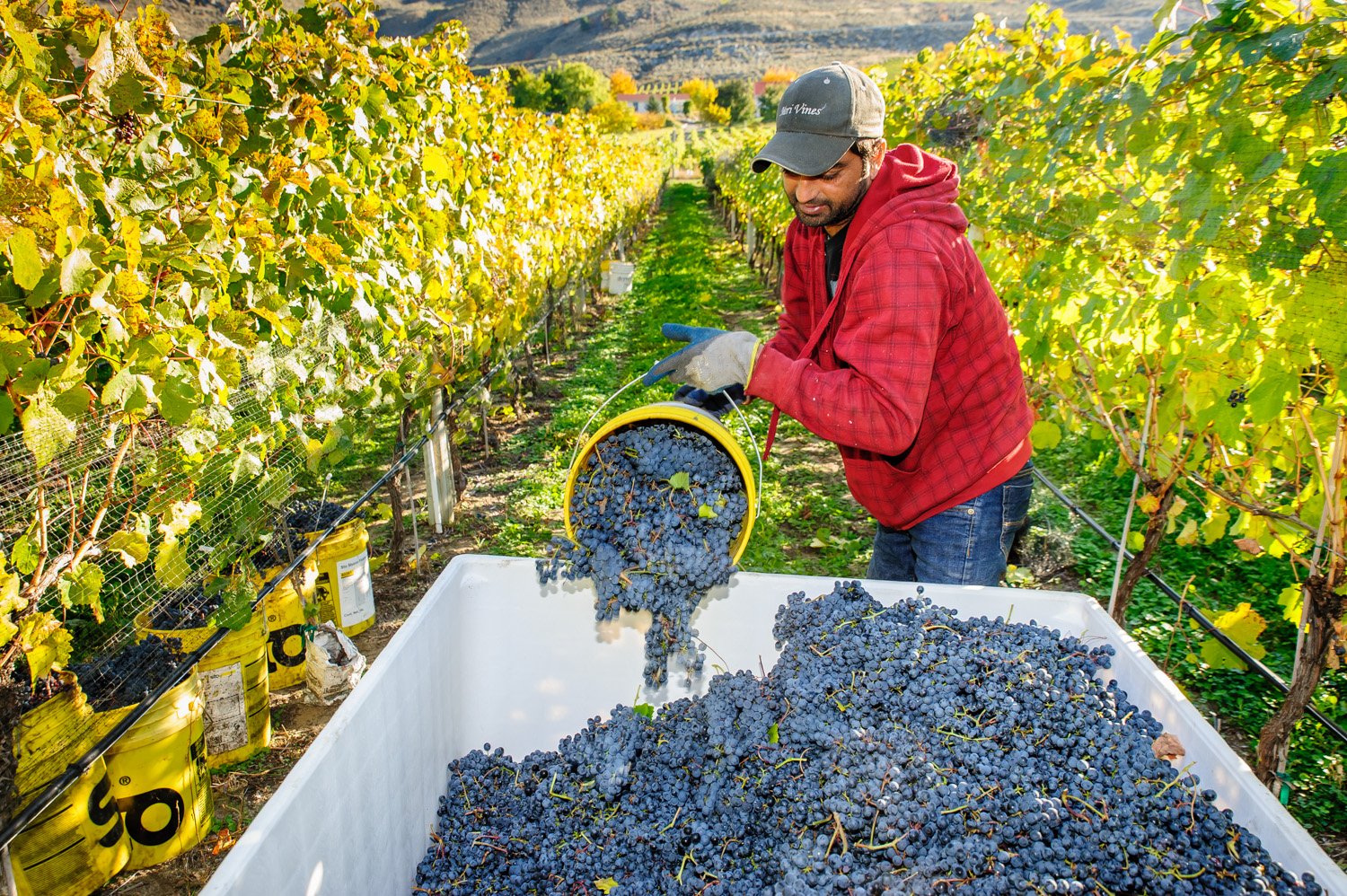 Wine Grape Production