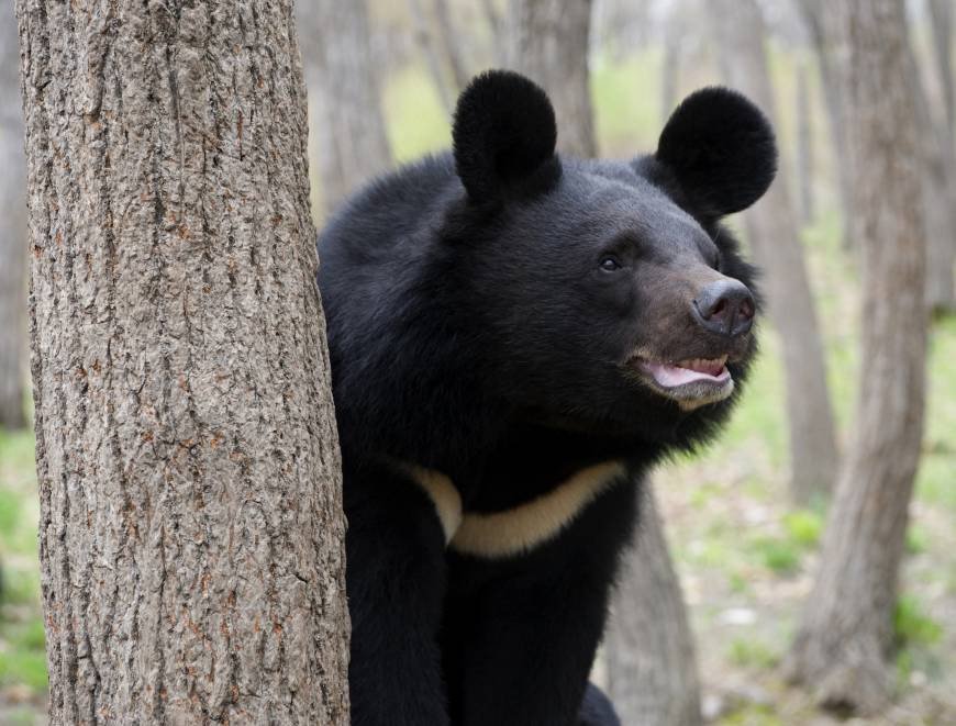 The Asiatic black bear has the largest ears of any species of bears.