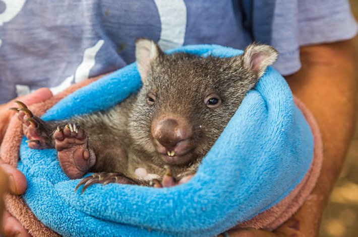 A baby wombat is called a Joey.