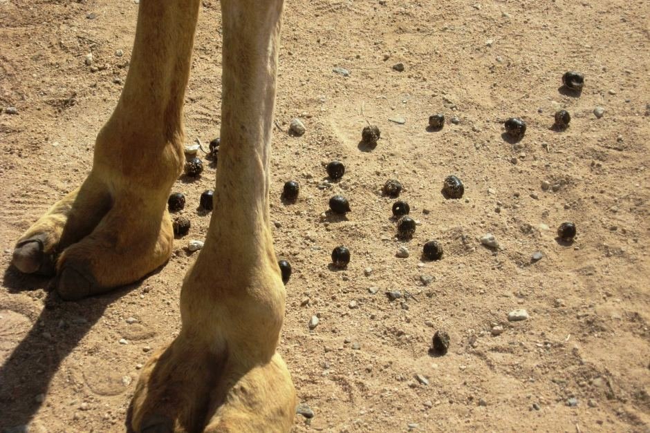 A camel poop is really dry.