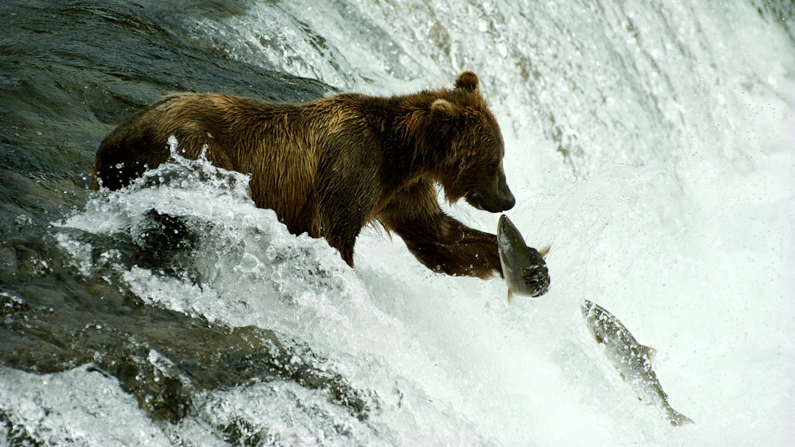 A grizzly bear eat almost 20,000 calories a day.
