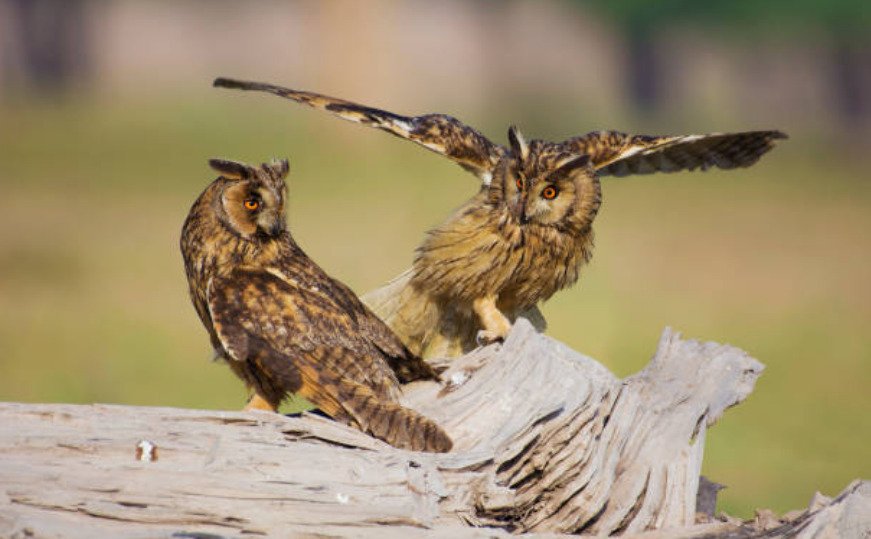 A group of owls is called a parliament.