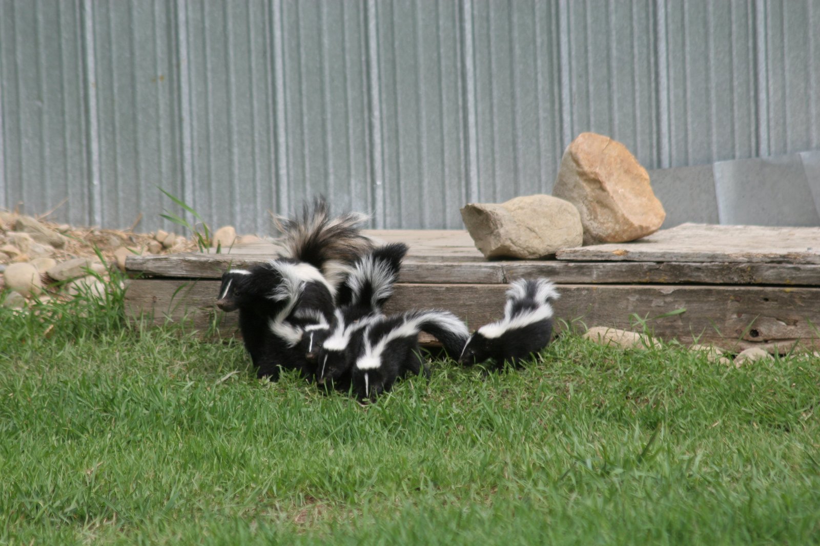 A group of skunks is called a surfeit.